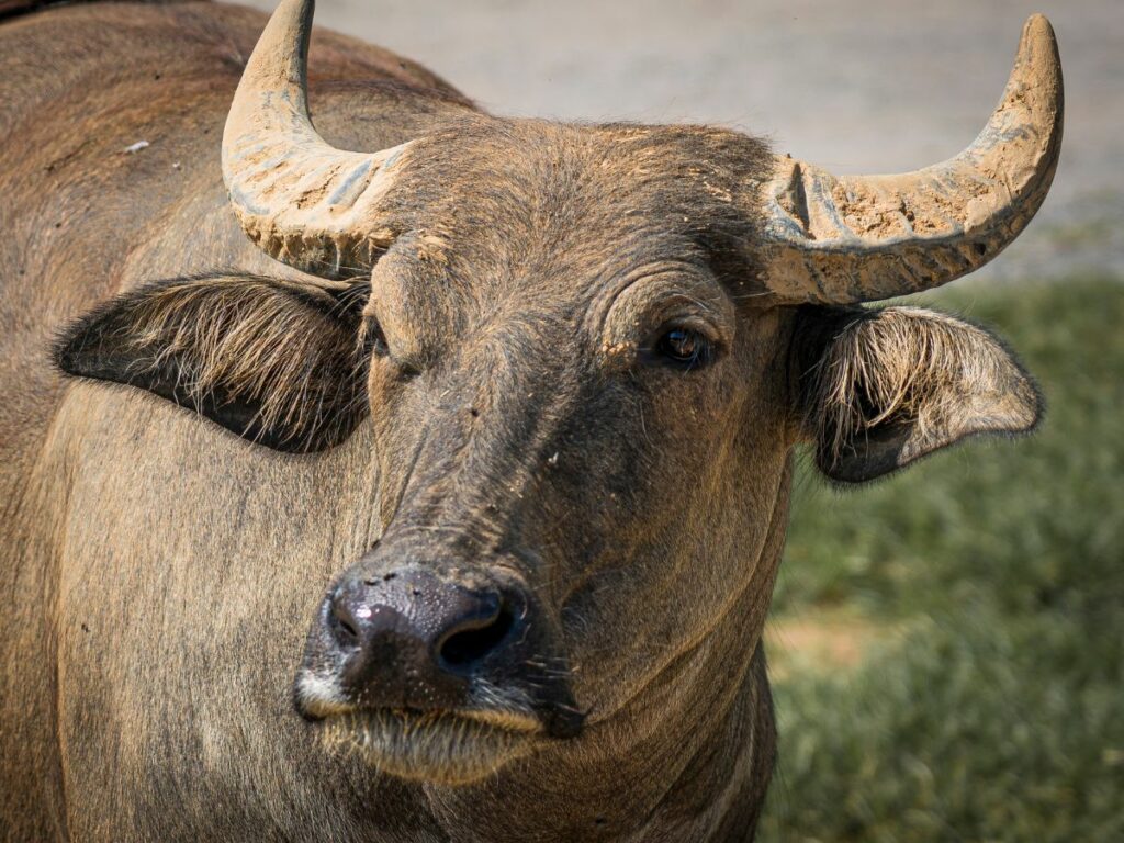 Carabao